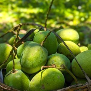 ১২ কেজি - হিমসাগর আম/Himsagar Mango(প্যাকেজিং এবং ডেলিভারিসহ)