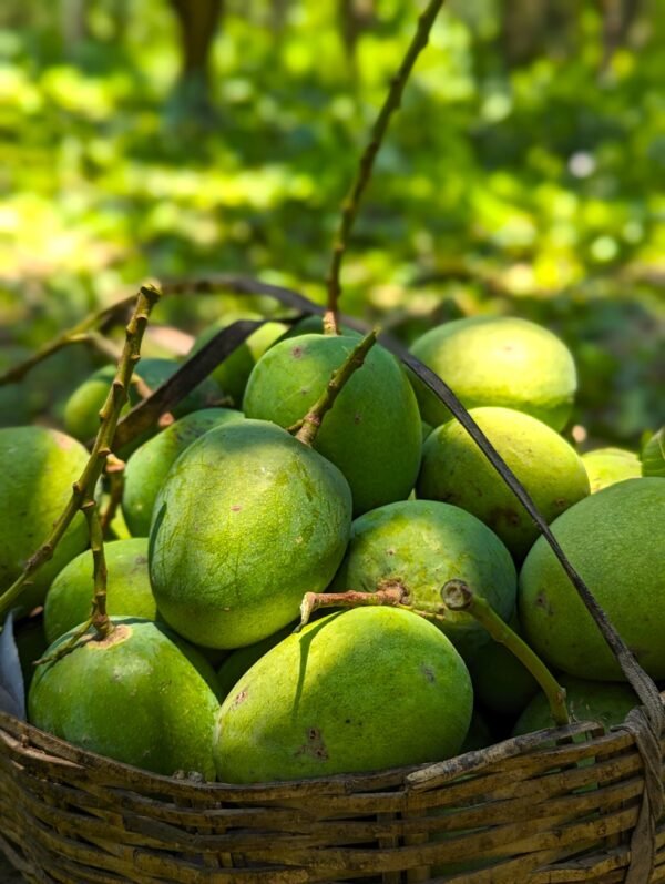 ২৪ কেজি - হিমসাগর আম/Himsagar Mango(প্যাকেজিং এবং ডেলিভারিসহ)