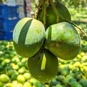 হিমসাগর আম | Himsagar Mango